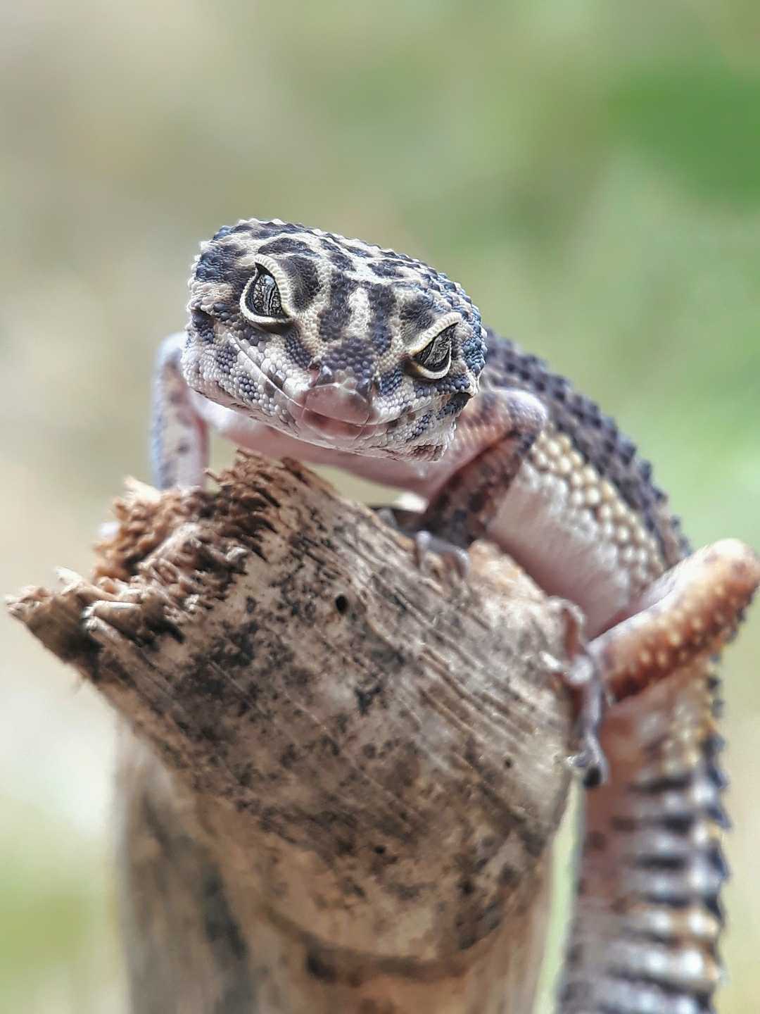 Leopard Gecko