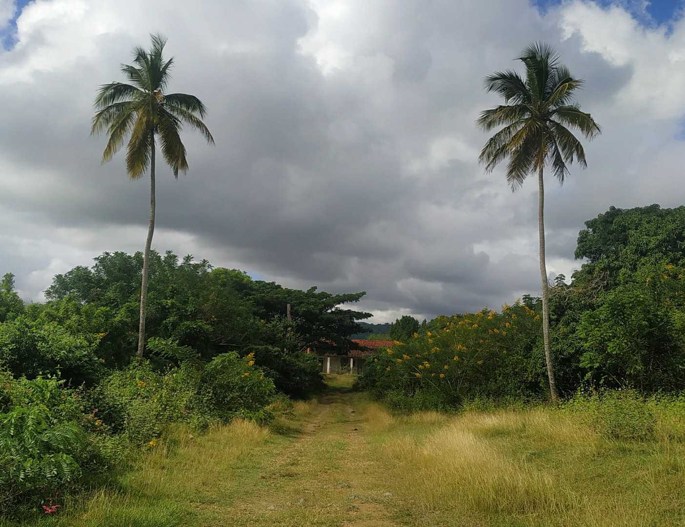 Campos de Cuba