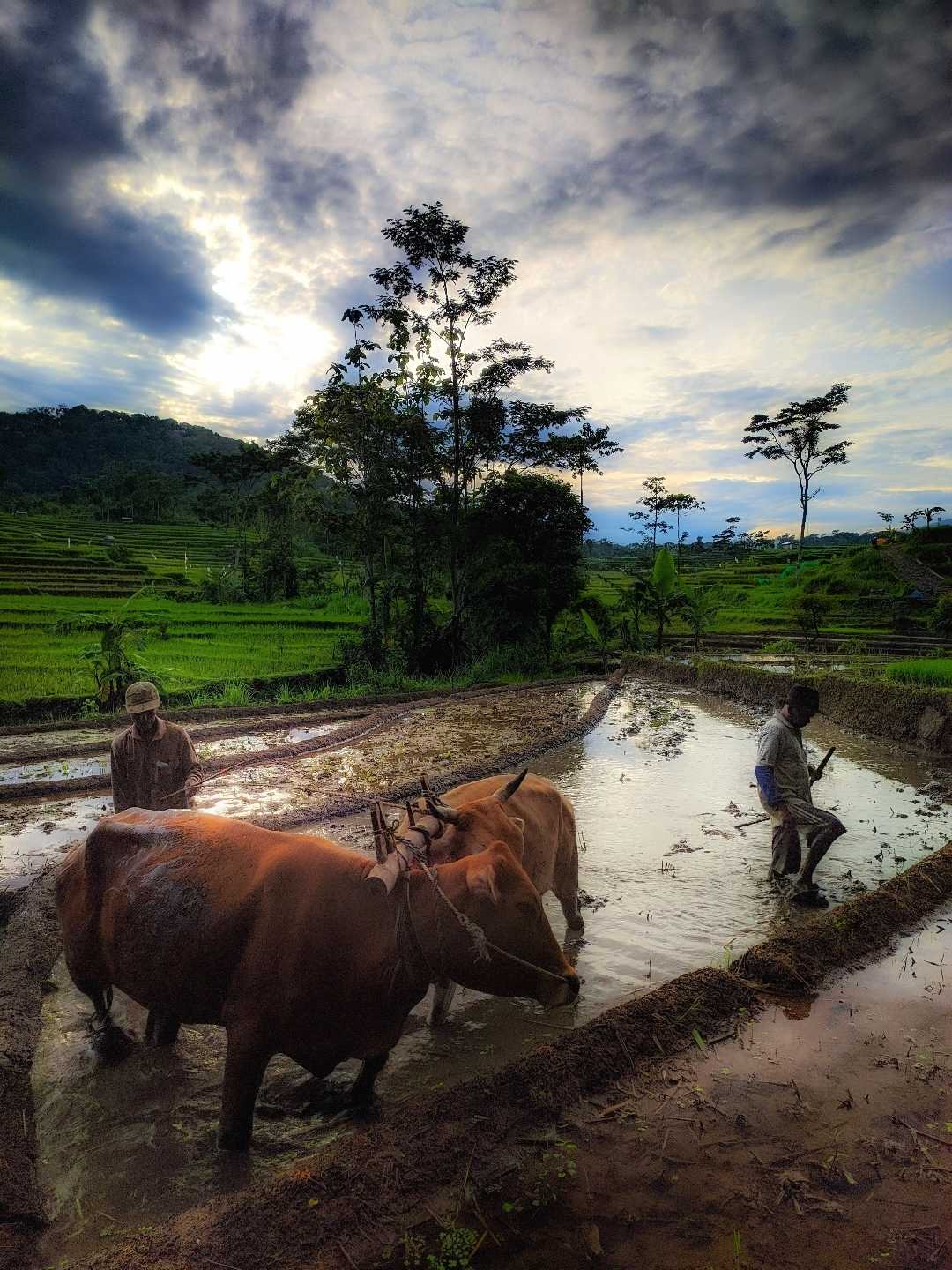 Bajak sawah tradisional 