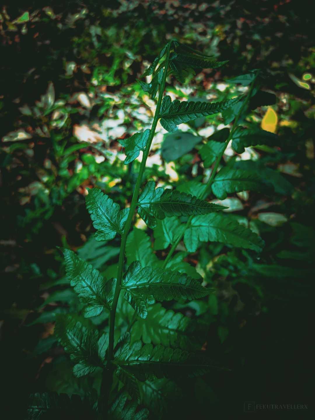 ☘️