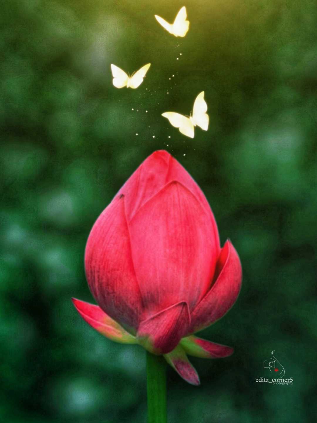 kerala