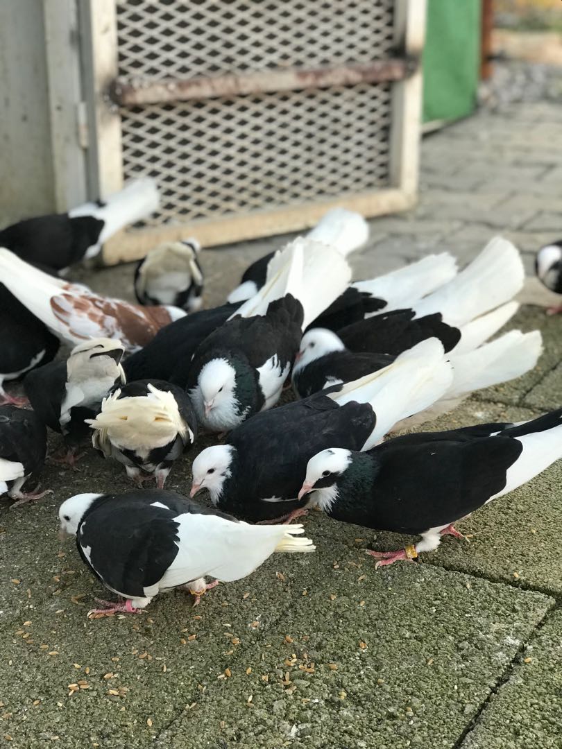 Güvercinler