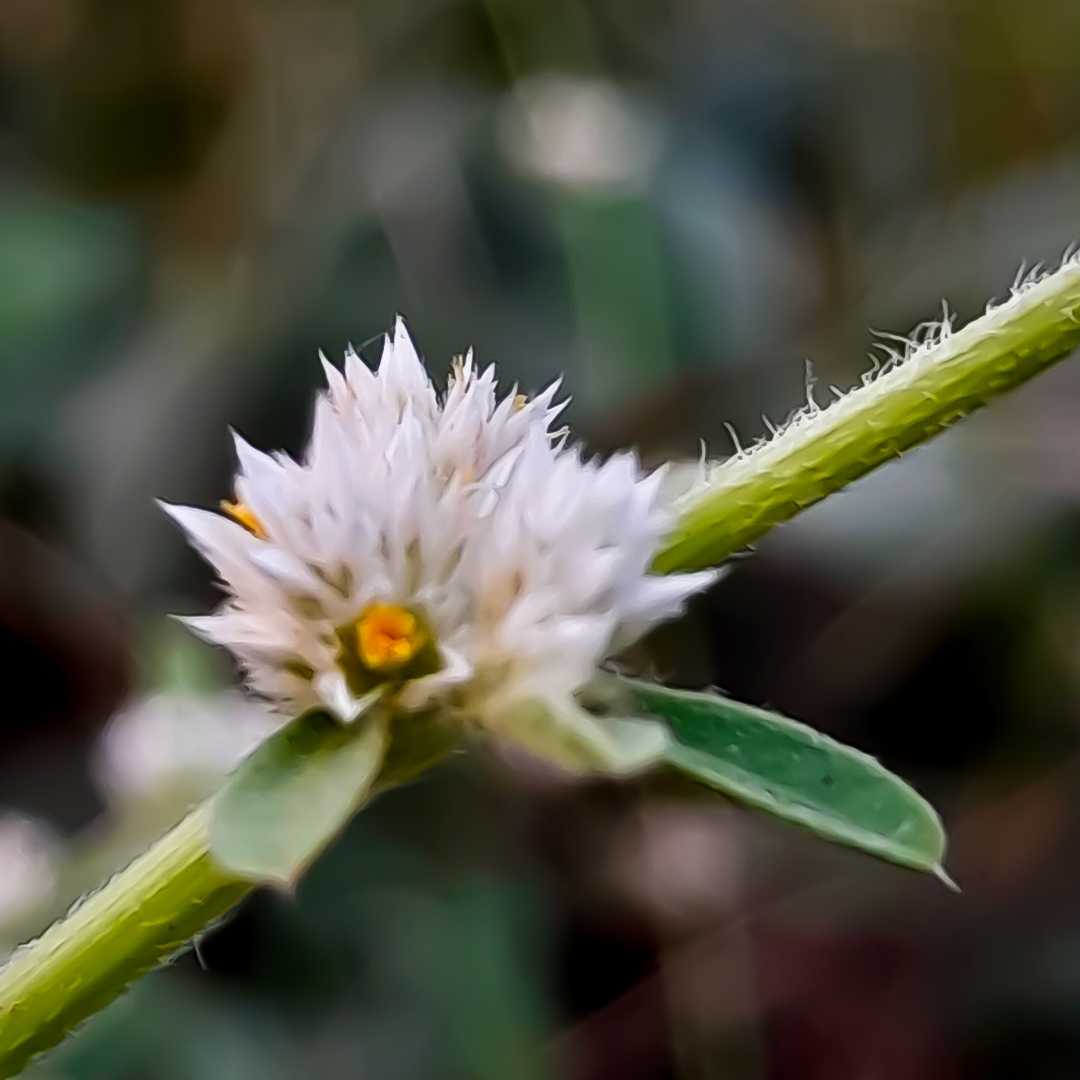 Alternanthera philoxeroides