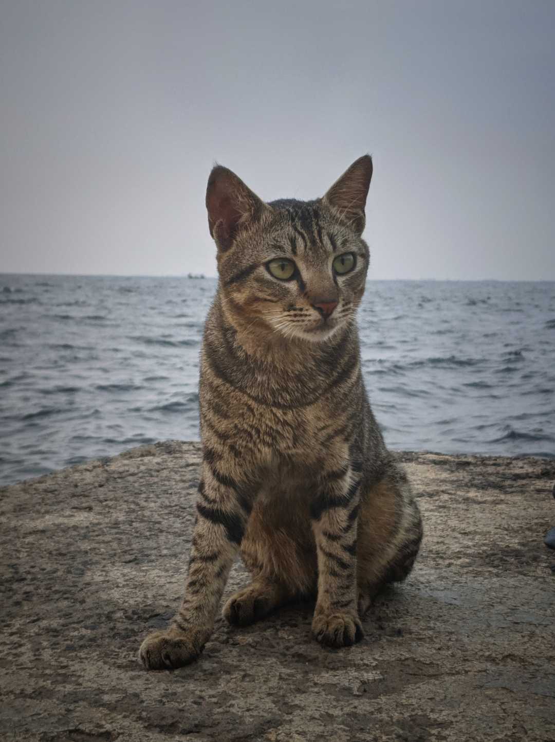 kucing domestik 