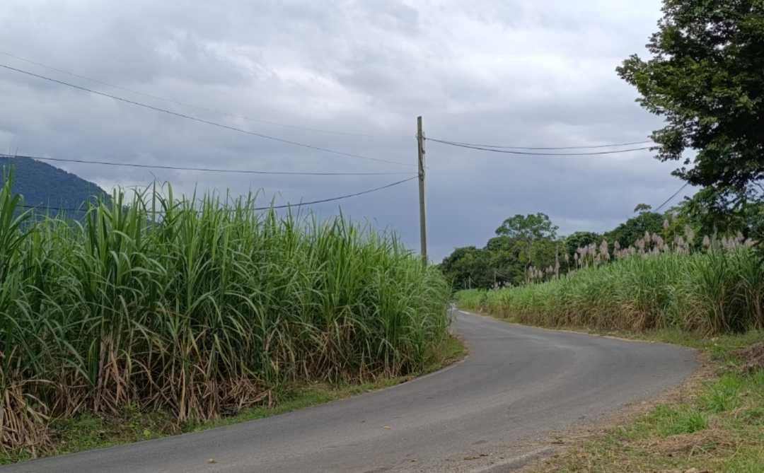Caña de azúcar