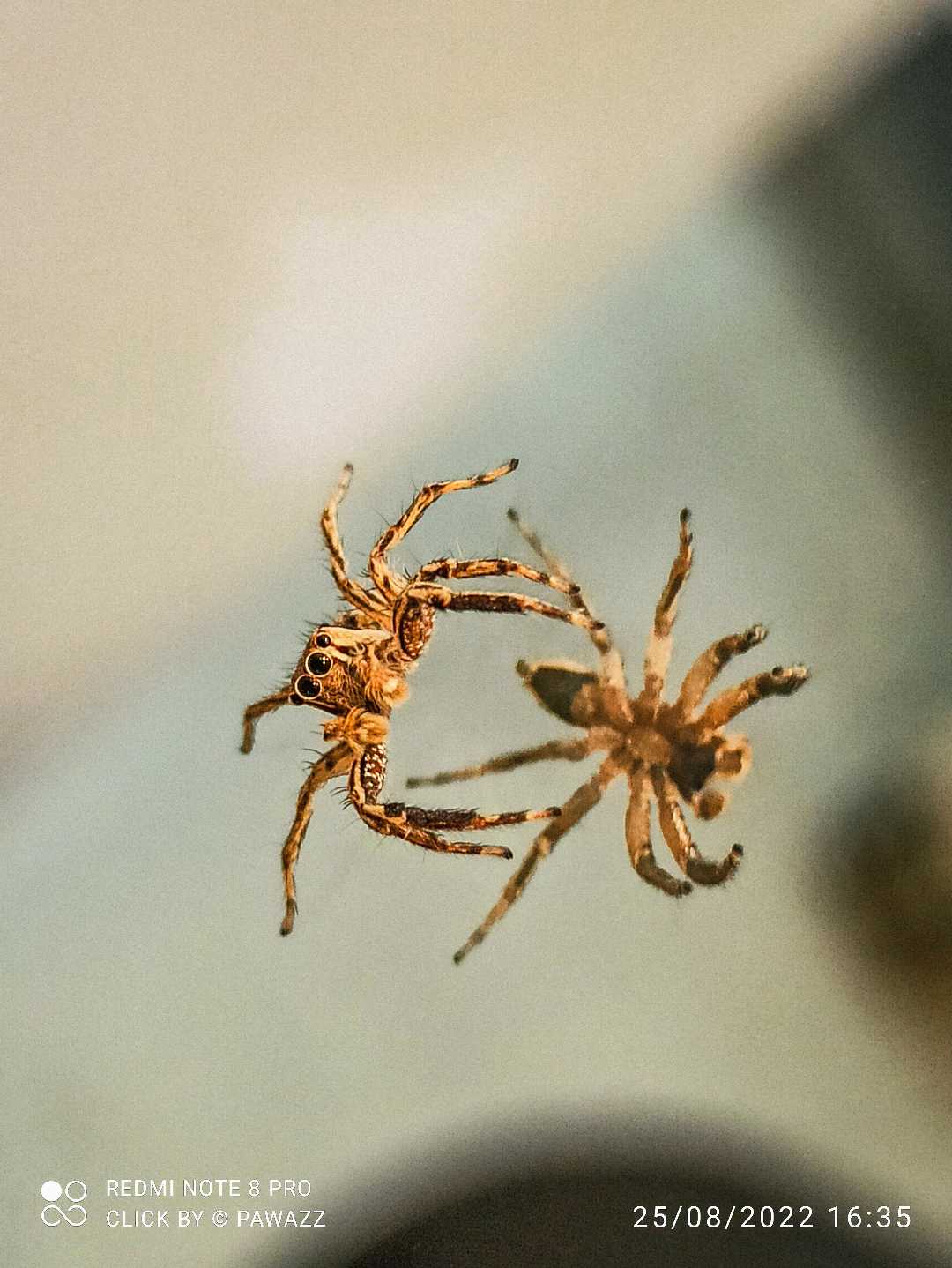 spider