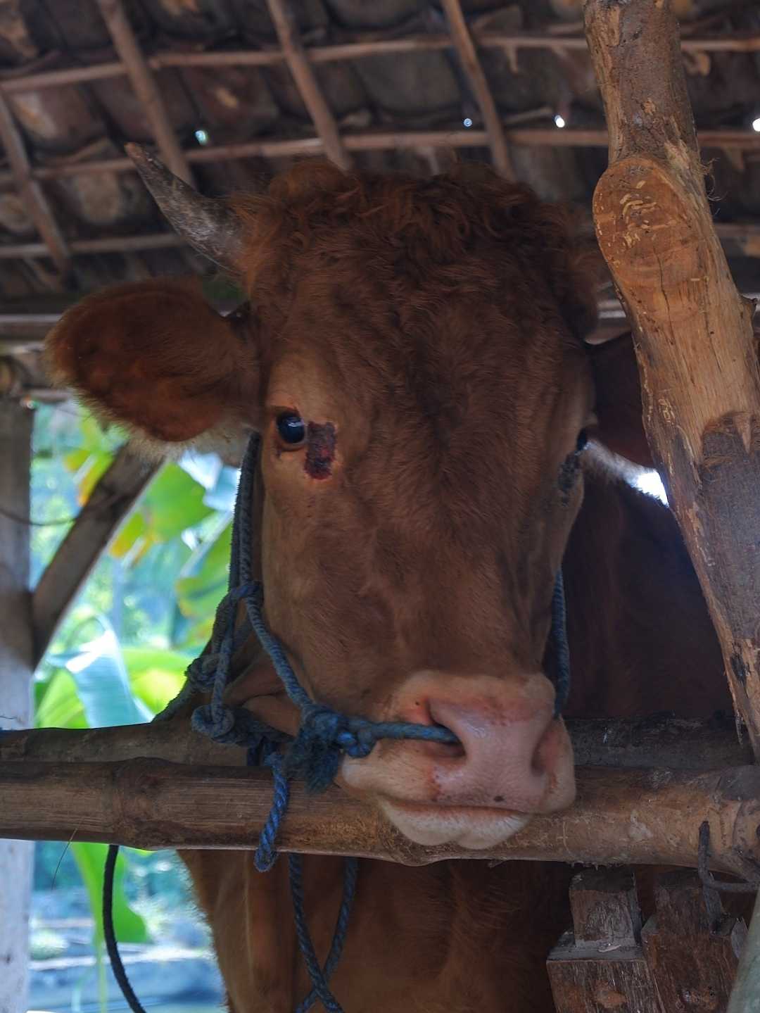Hewan Qurban