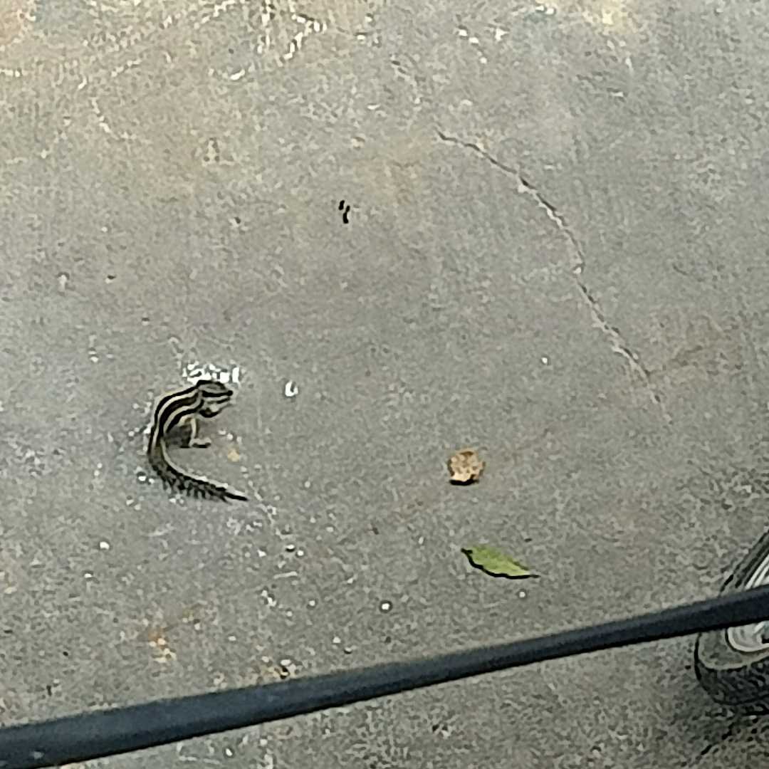 Squirrel eating food 