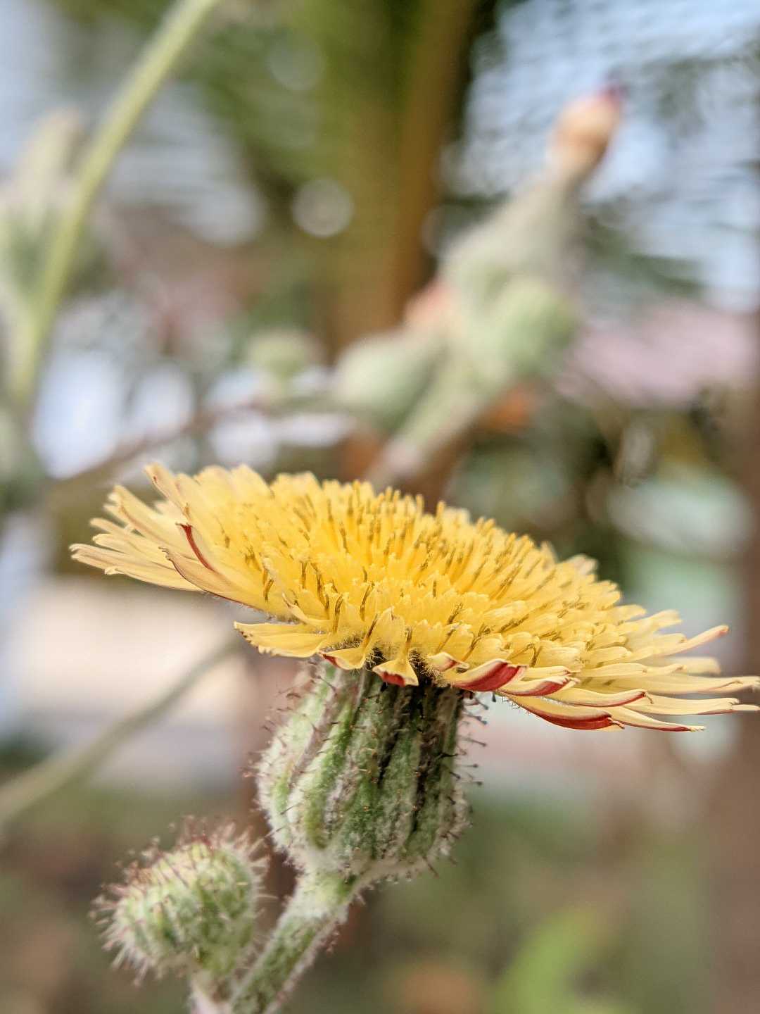 Randa tapak