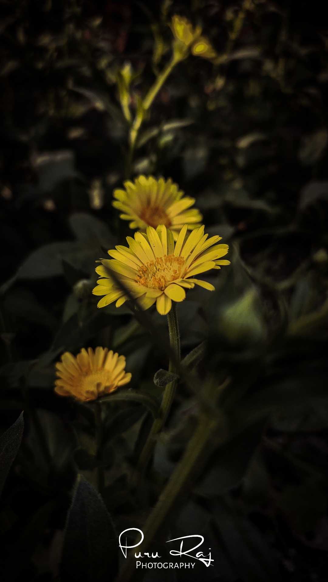 Sun Flower 