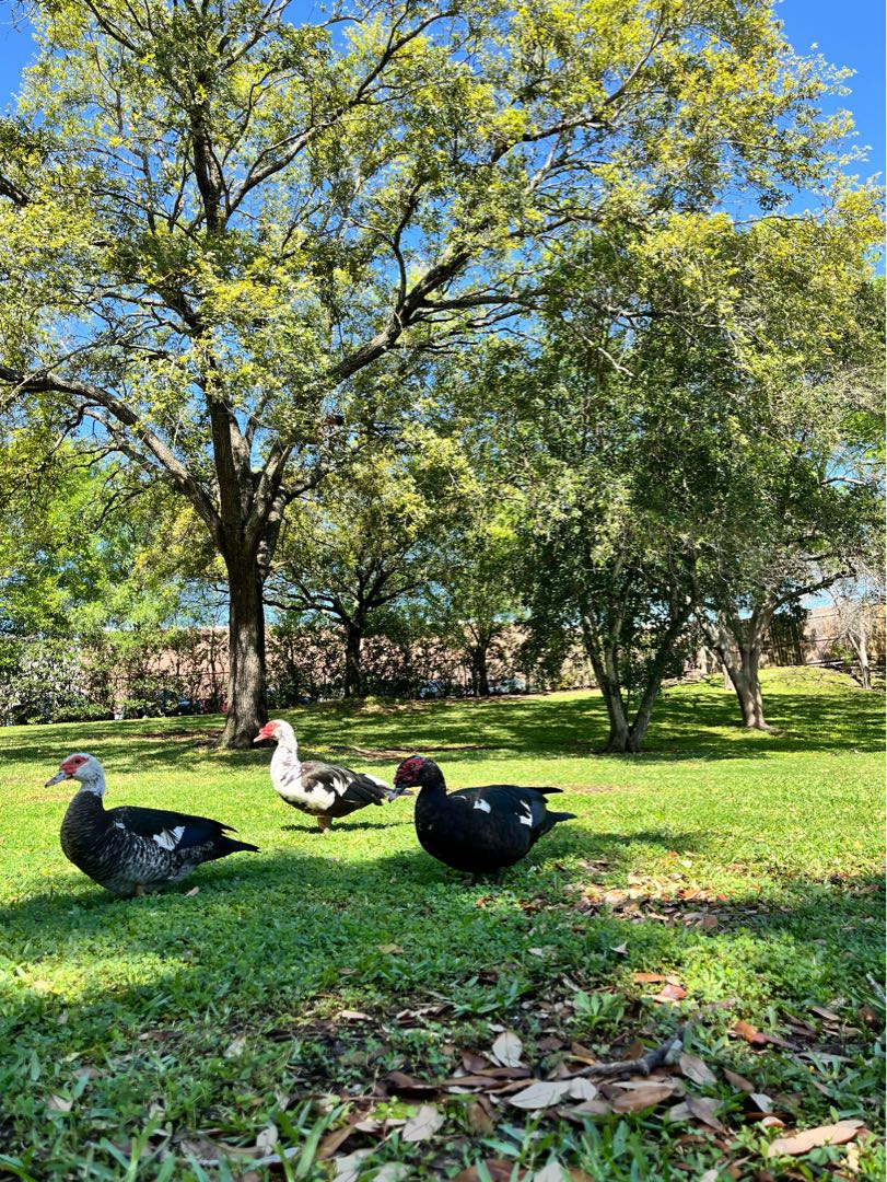 That Duck Park Lake