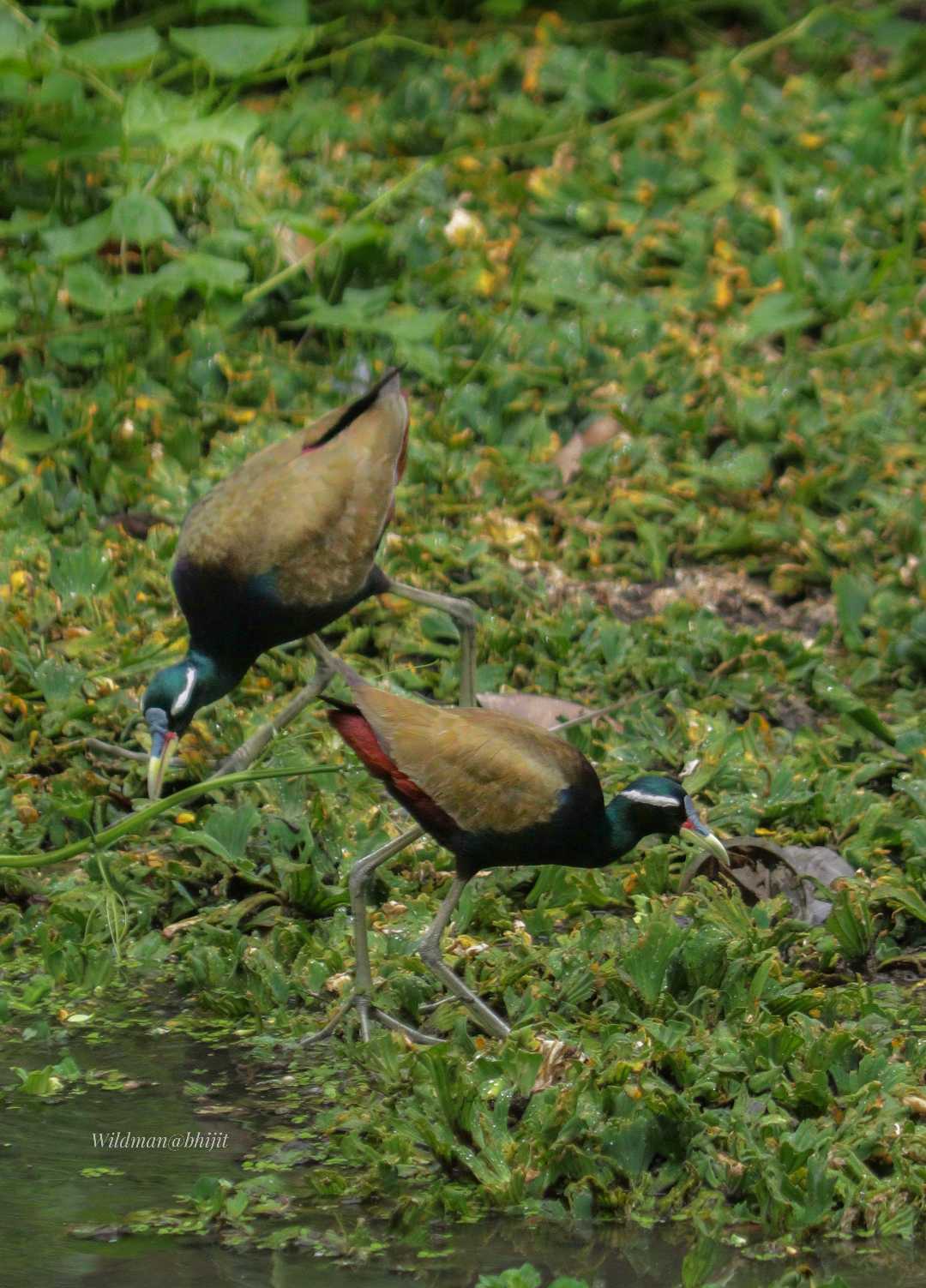 Birds World 