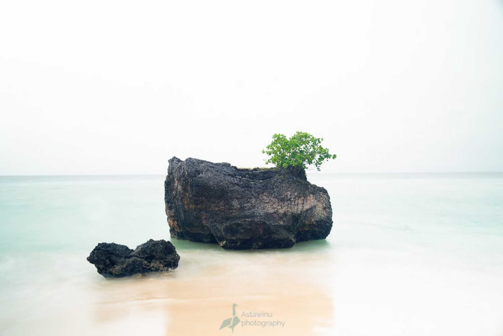 tumbuh diatas batu