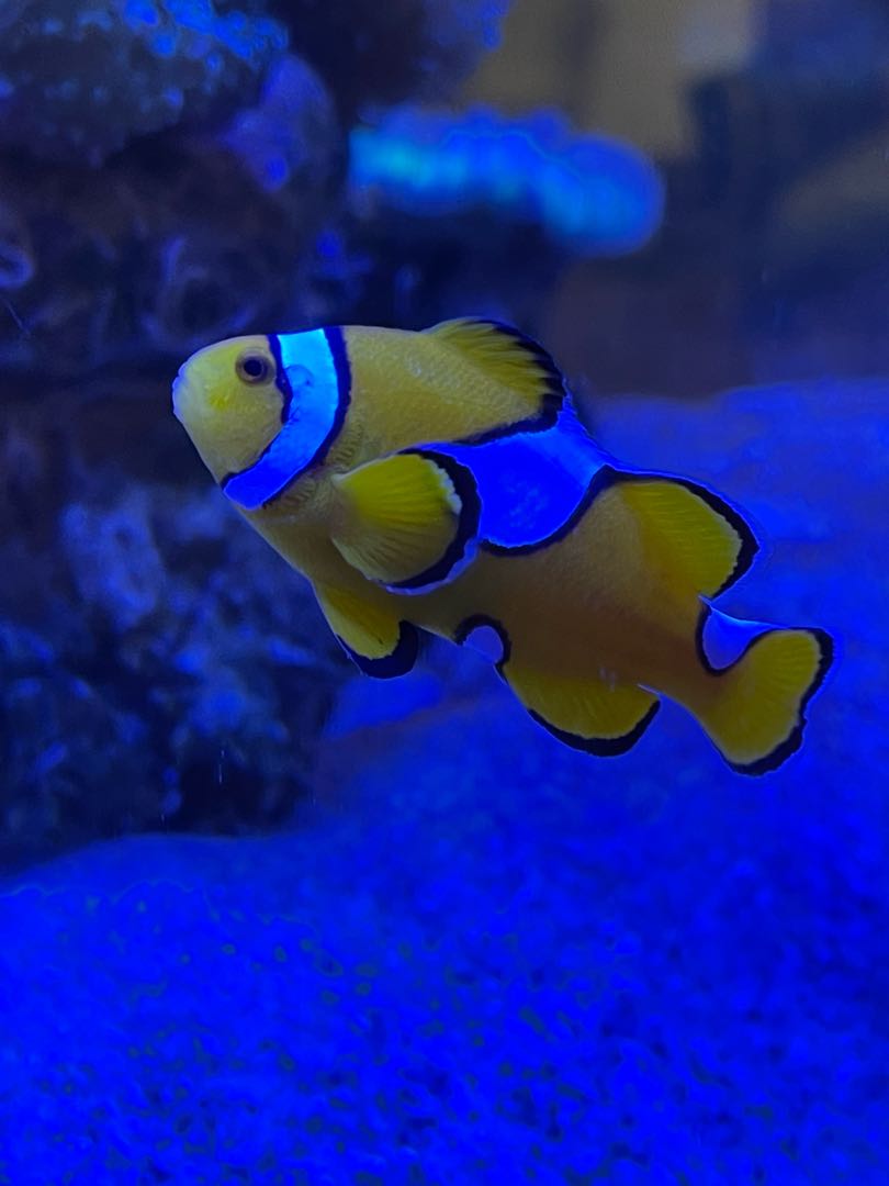 Amphiprion ocellaris