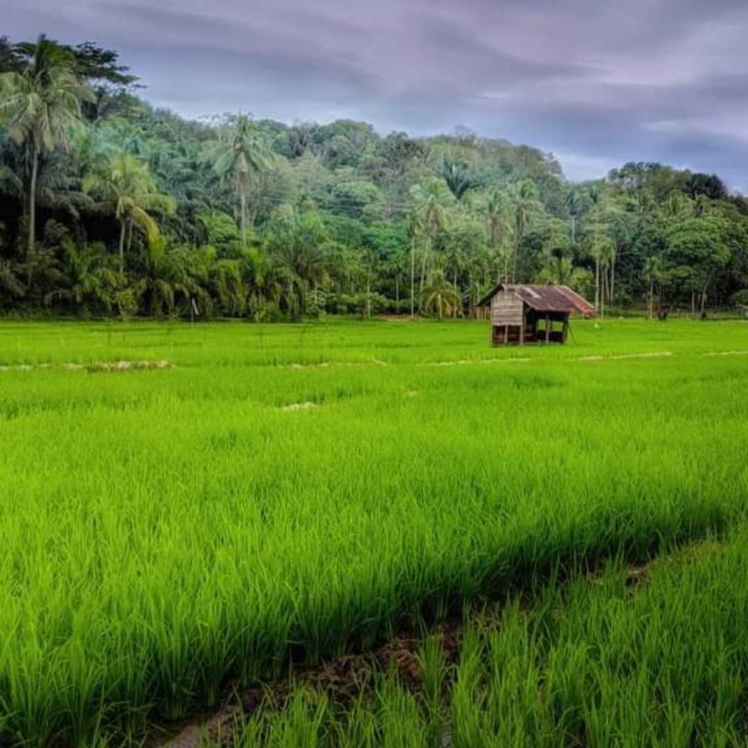 sawah 