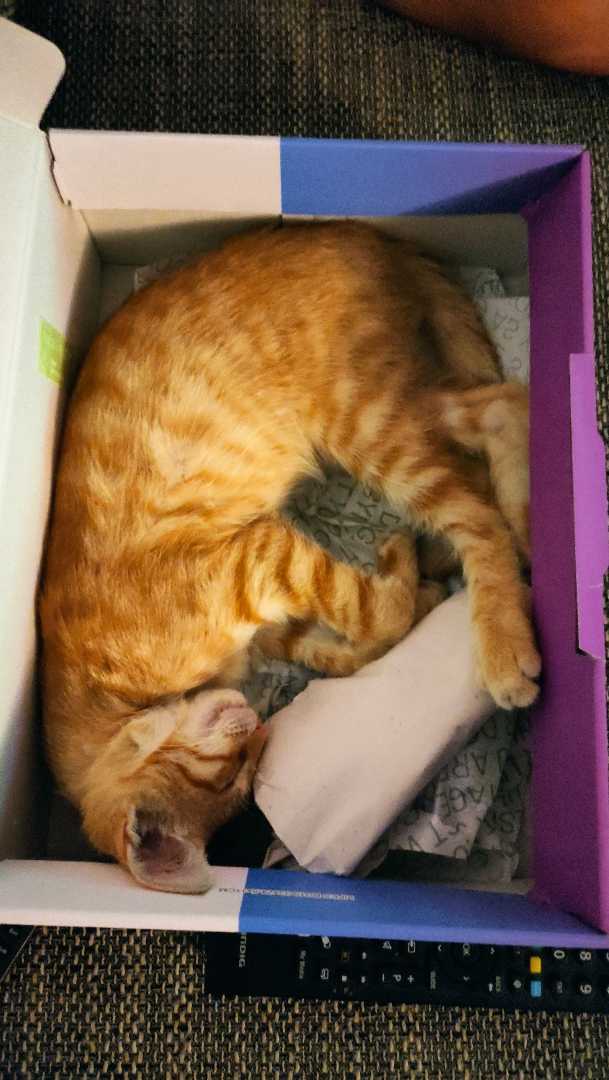 What's with the cat in box?