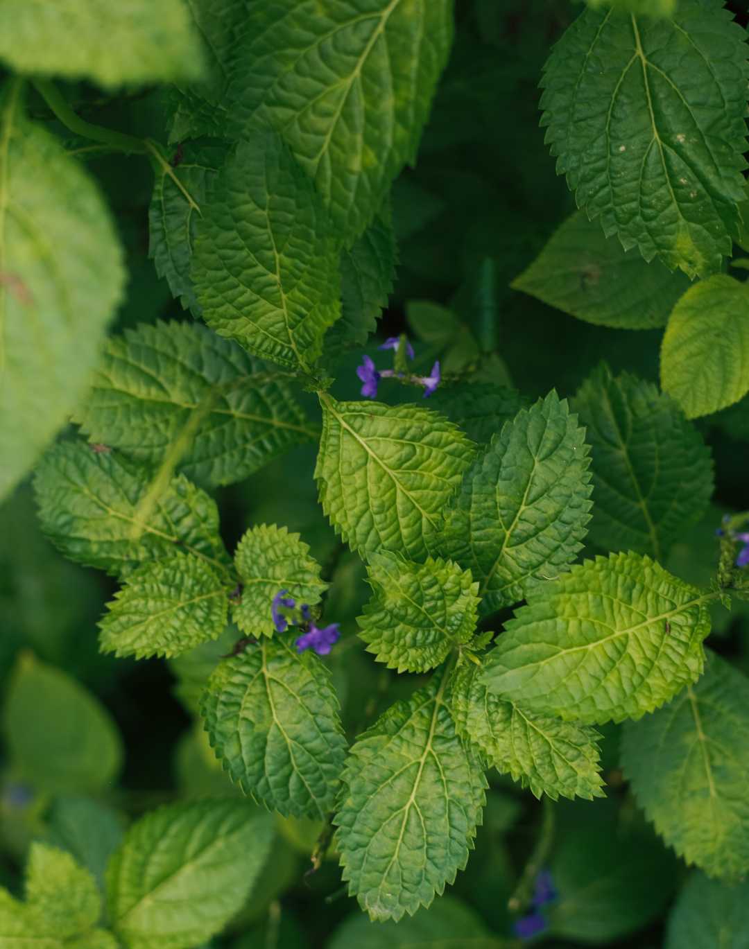 Hints of purple 💜