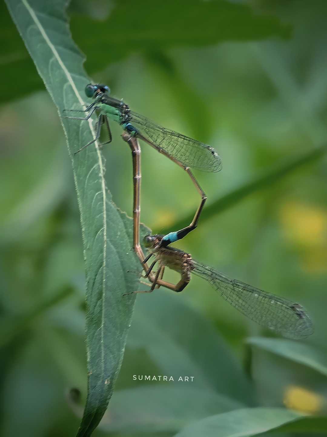 Ischnura senegalensis