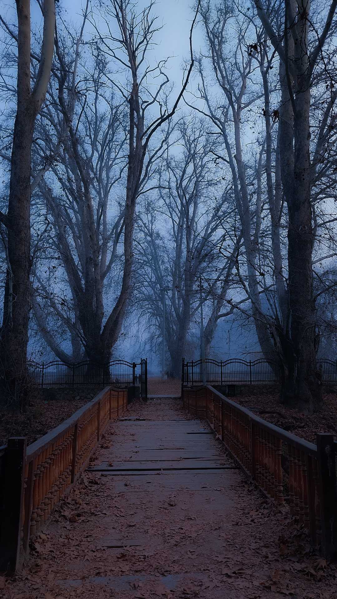 INTO THE WOODS 