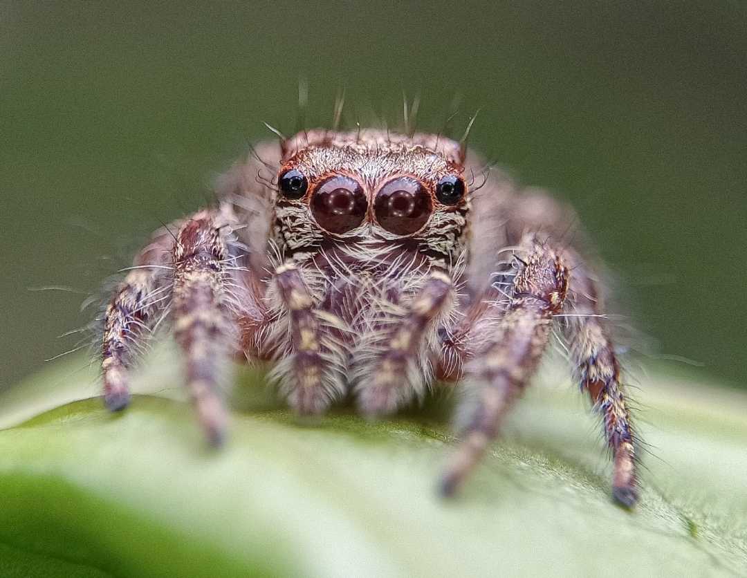 Phidippus putnami