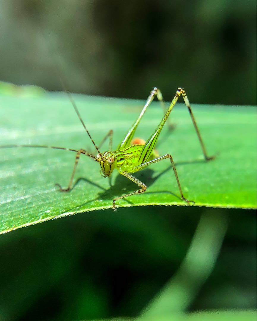 Phaneroptera falcata