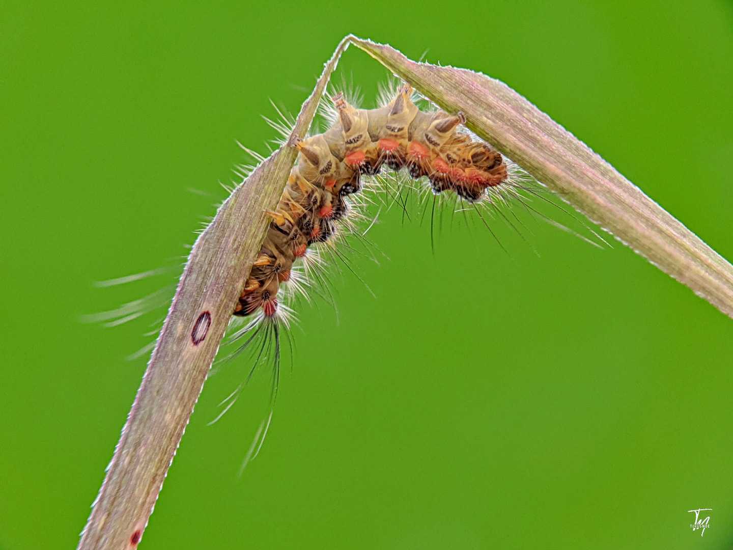 Ulat Bulu