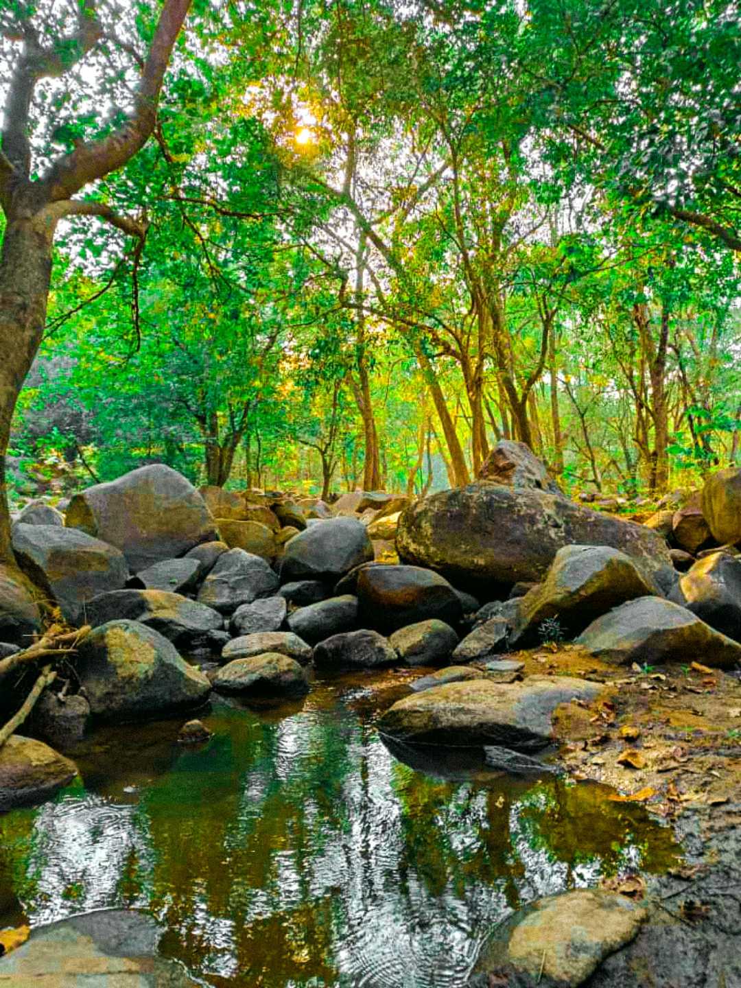 NALDHA CAMPSITE , Dahod , Gujarat , India 