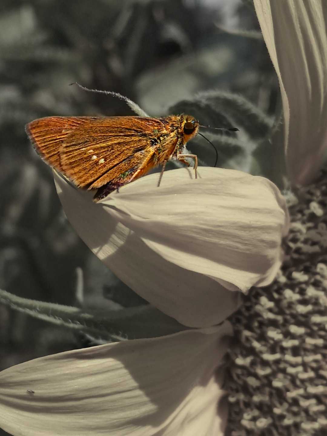 Pelopidas mathias
