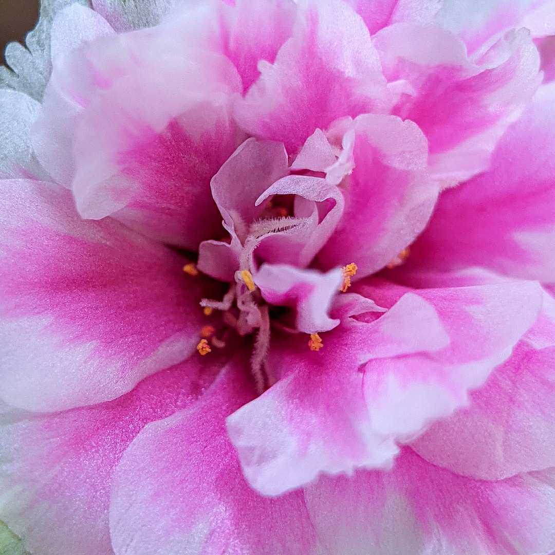 Rose moss