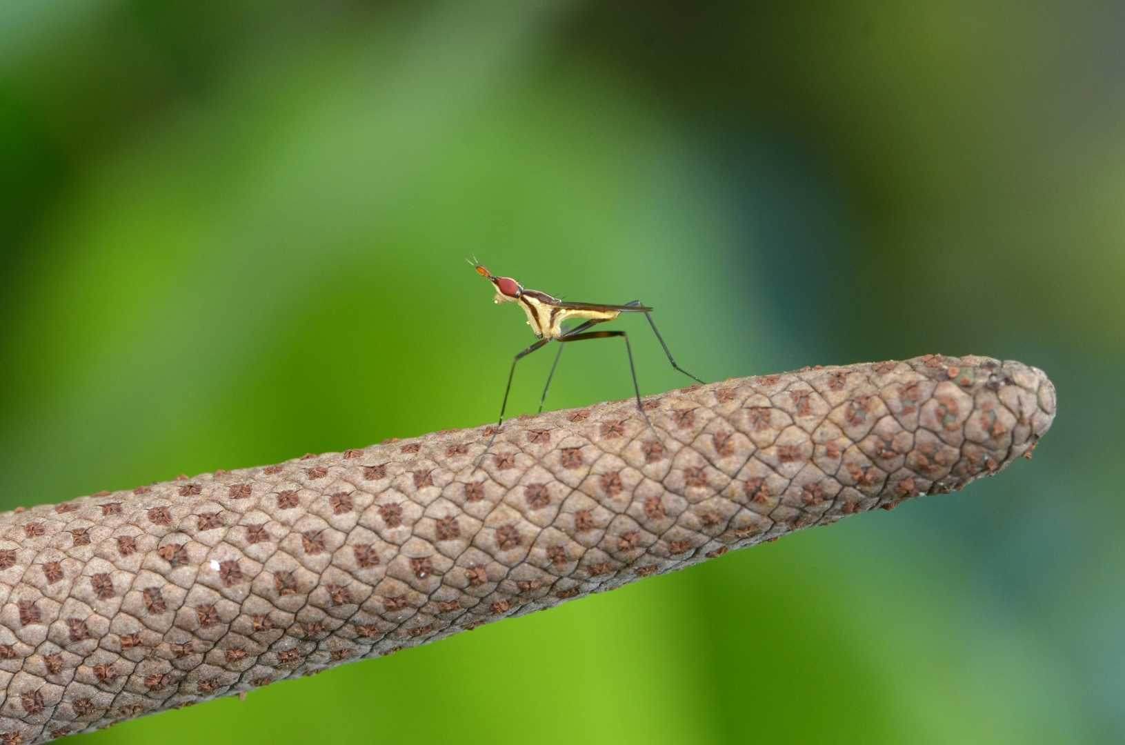 Banana stalk fly
