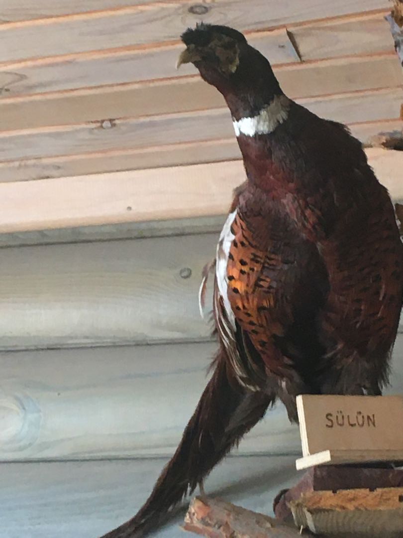 sülün