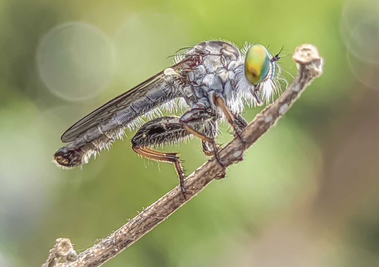 ommatius inssectatus