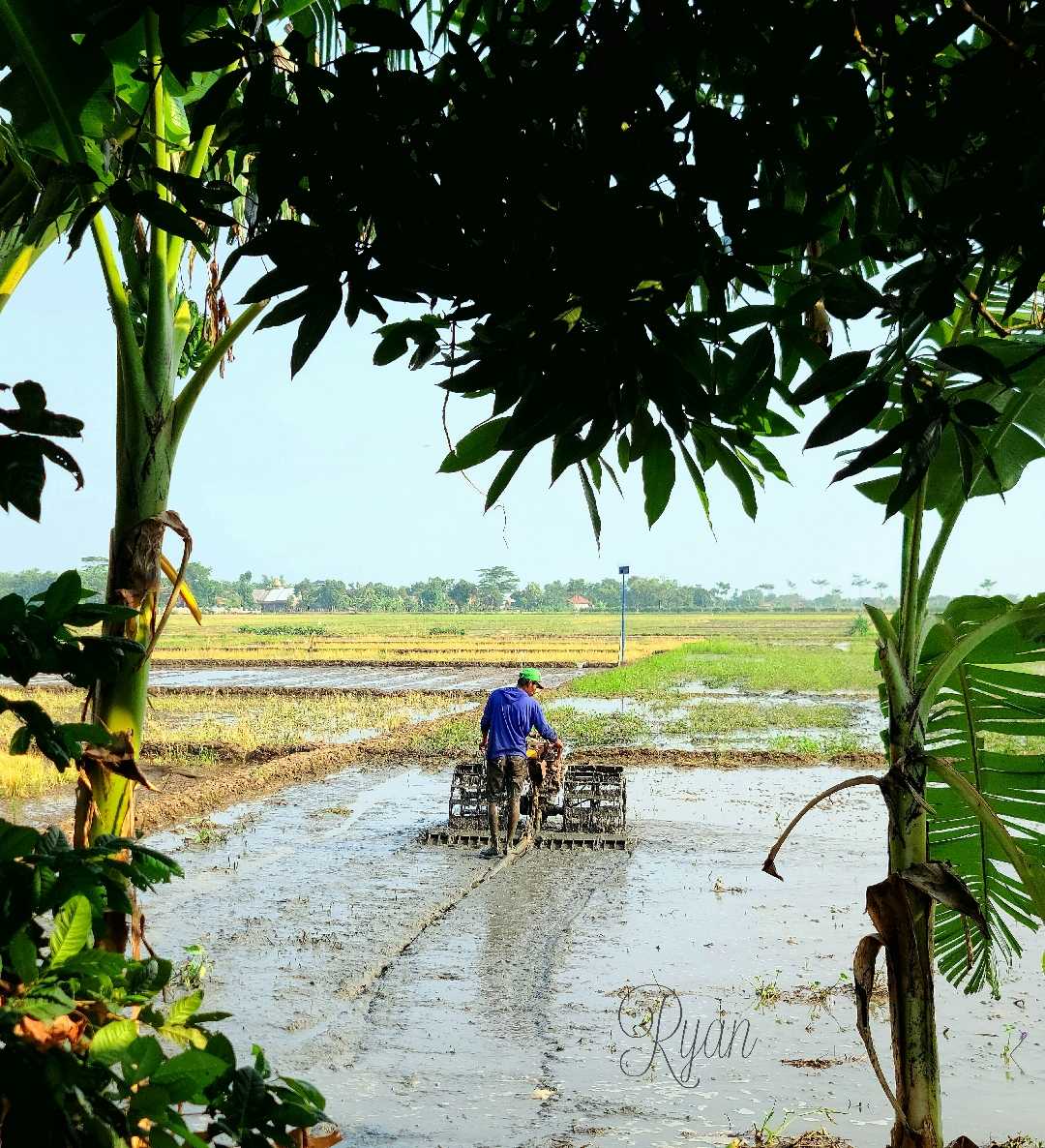 meluku sawah/kultivator 