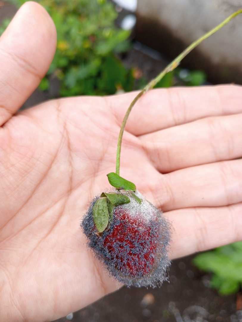 strawberry