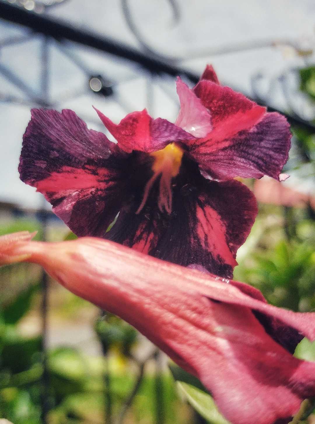 Adenium Rachan