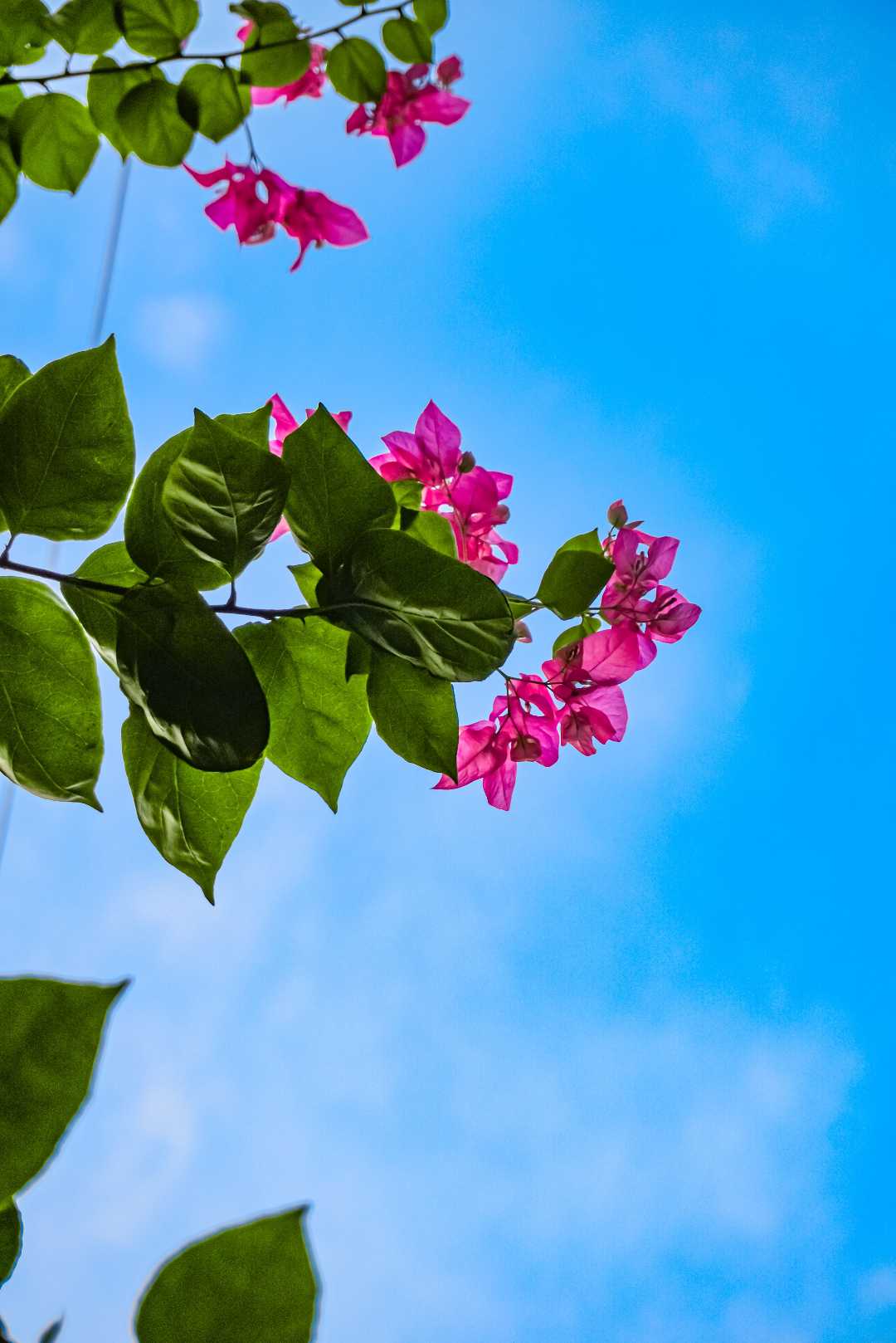 The beauty of Nature at the evening