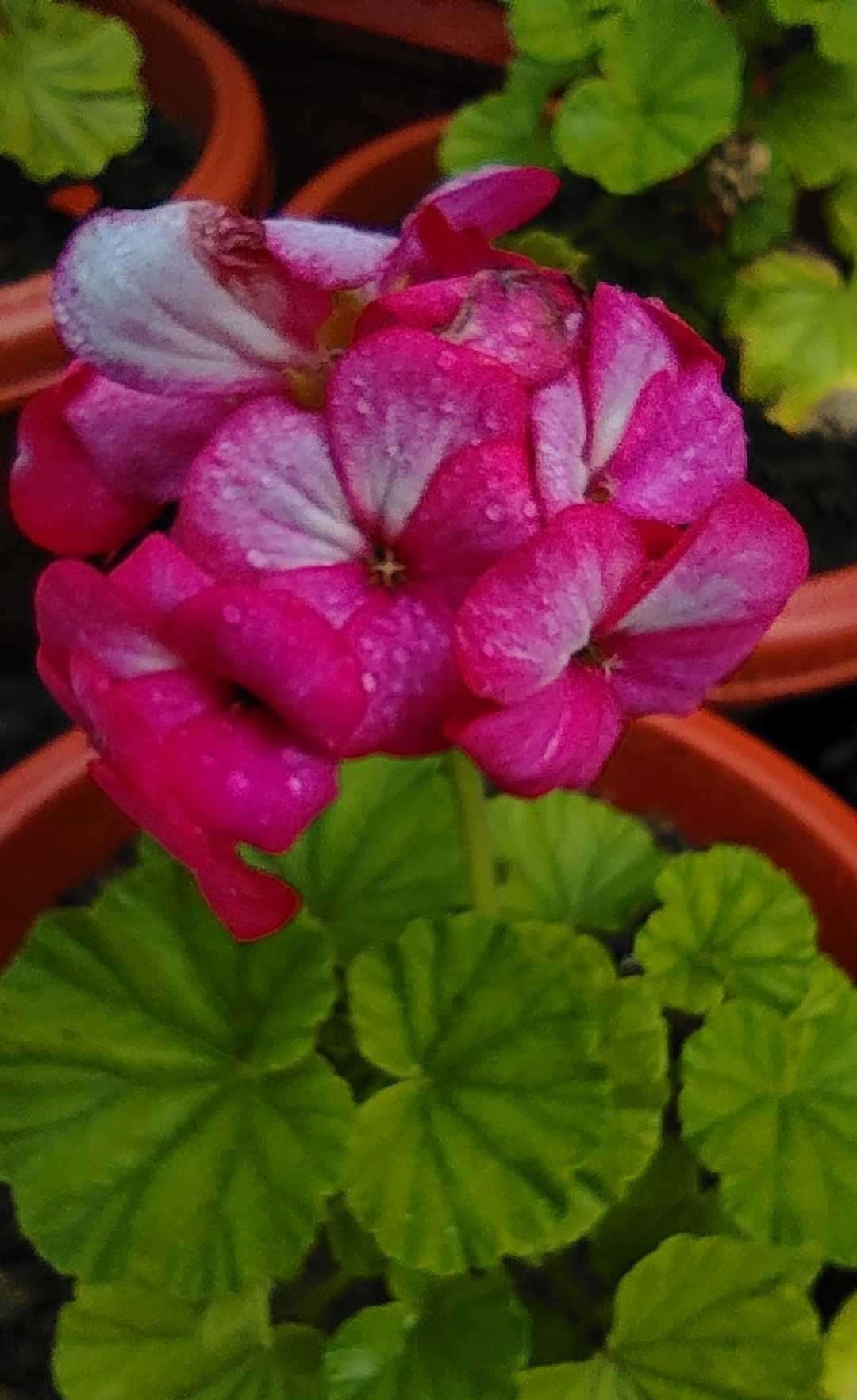 unedited flower