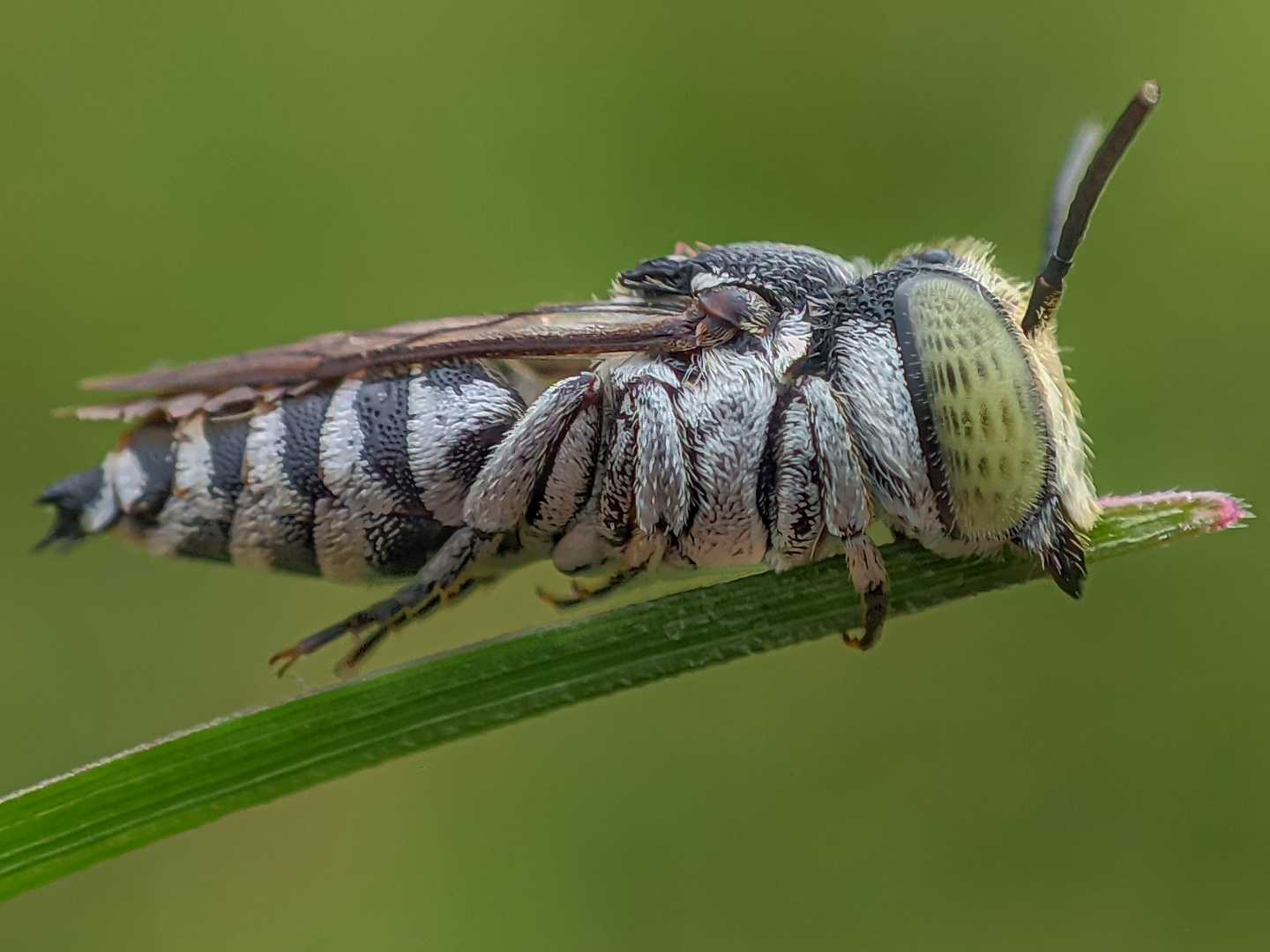 CUCKOO BEE