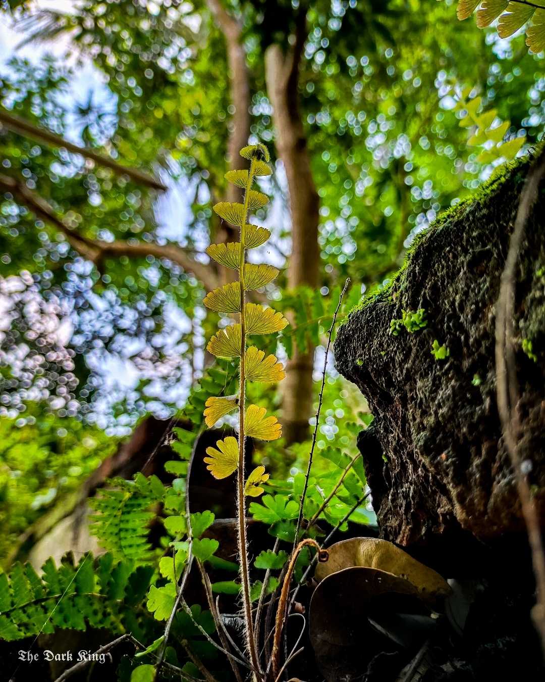 🌿🌿🌿🌿