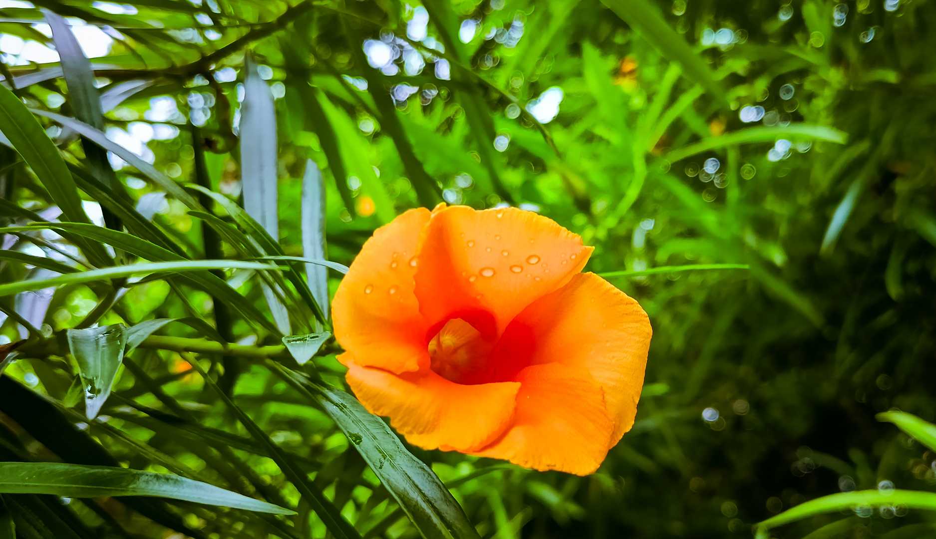Nature