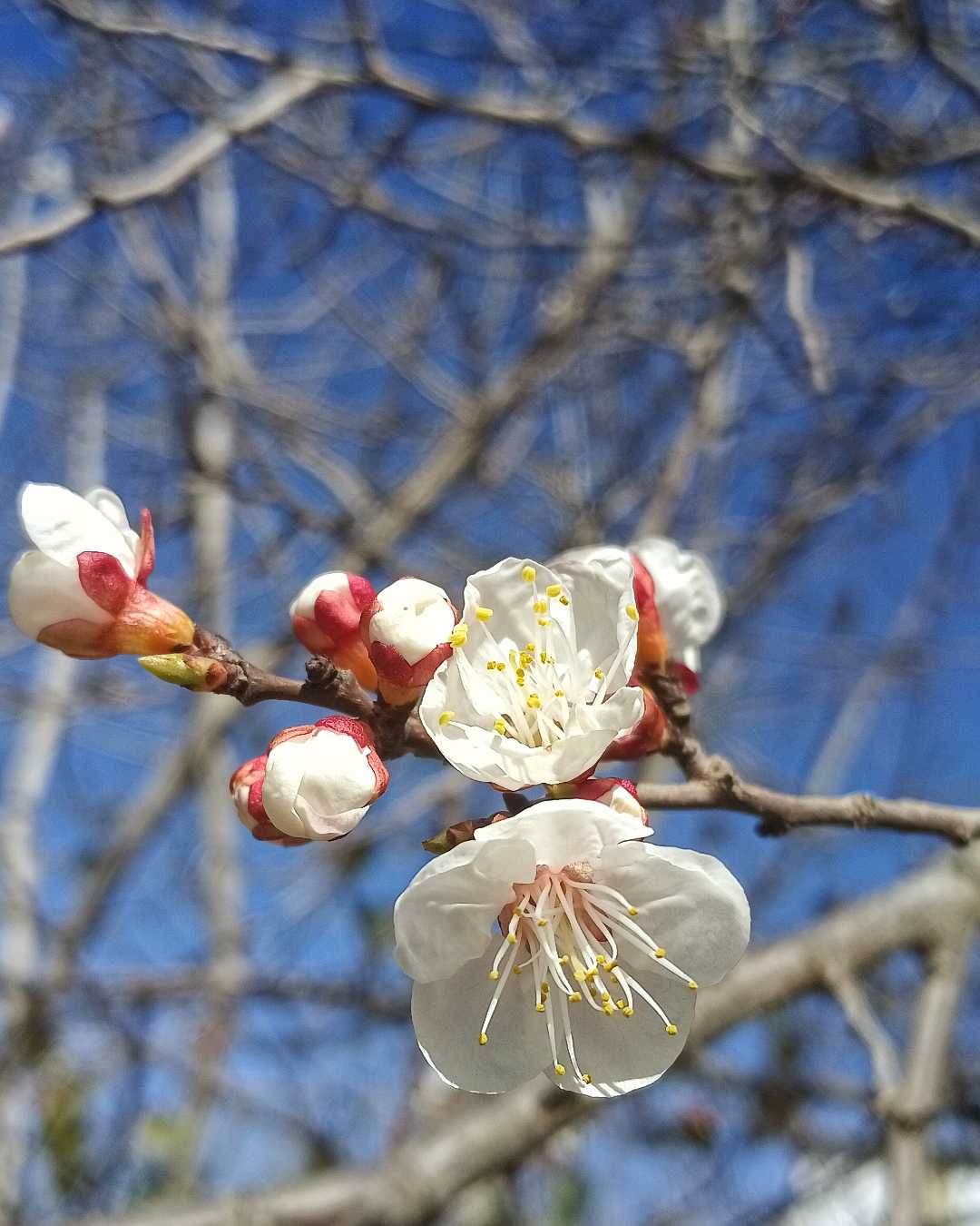 Bunga Sakura