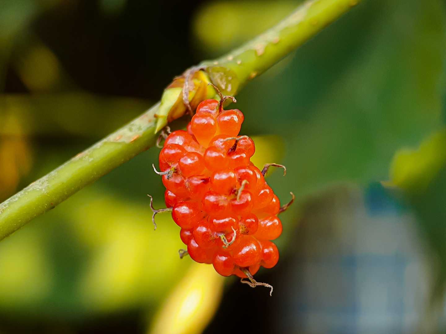 Morus alba