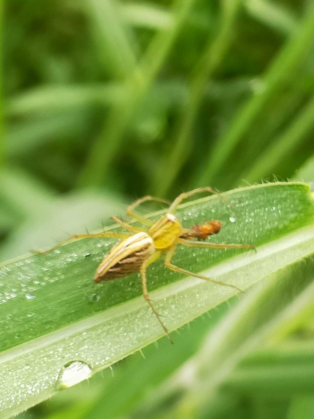 memangsa