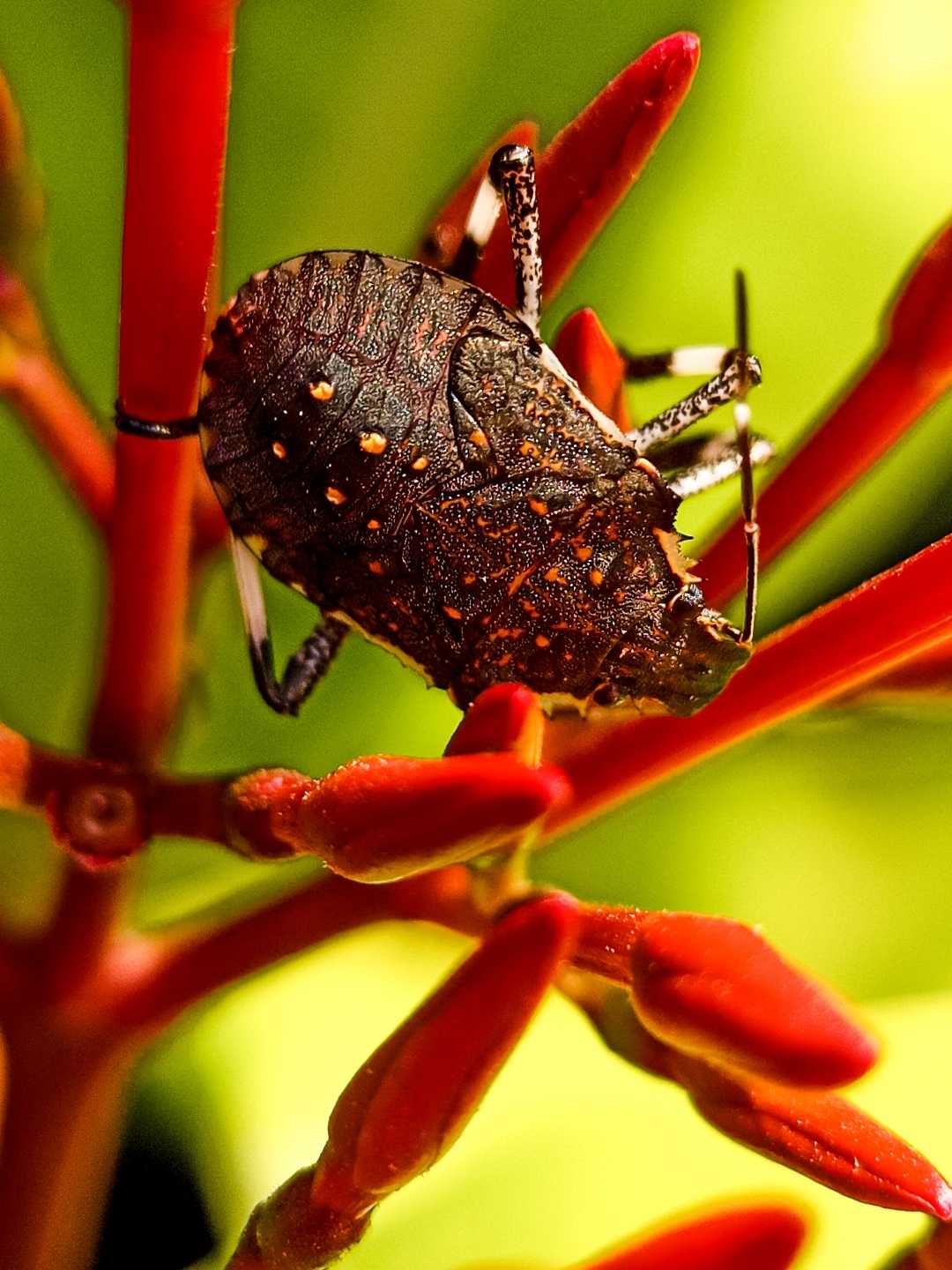 The brown marmorated stink bug
