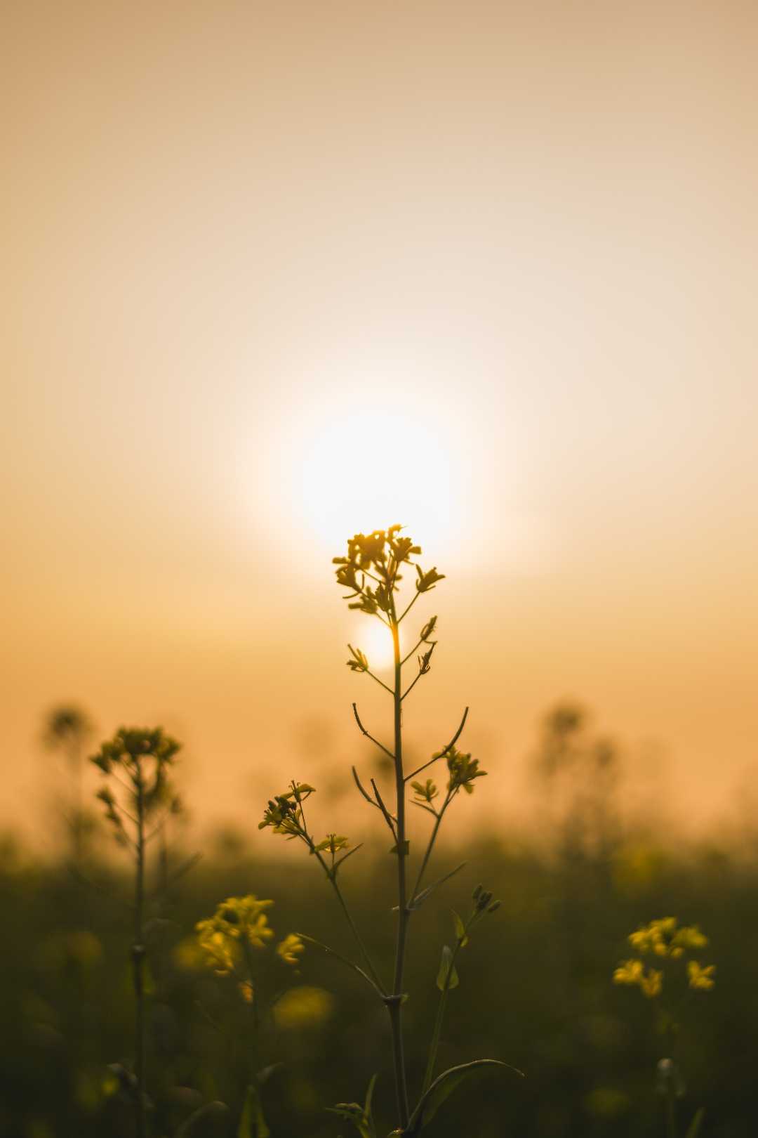 mustard flower 🌼 (India)