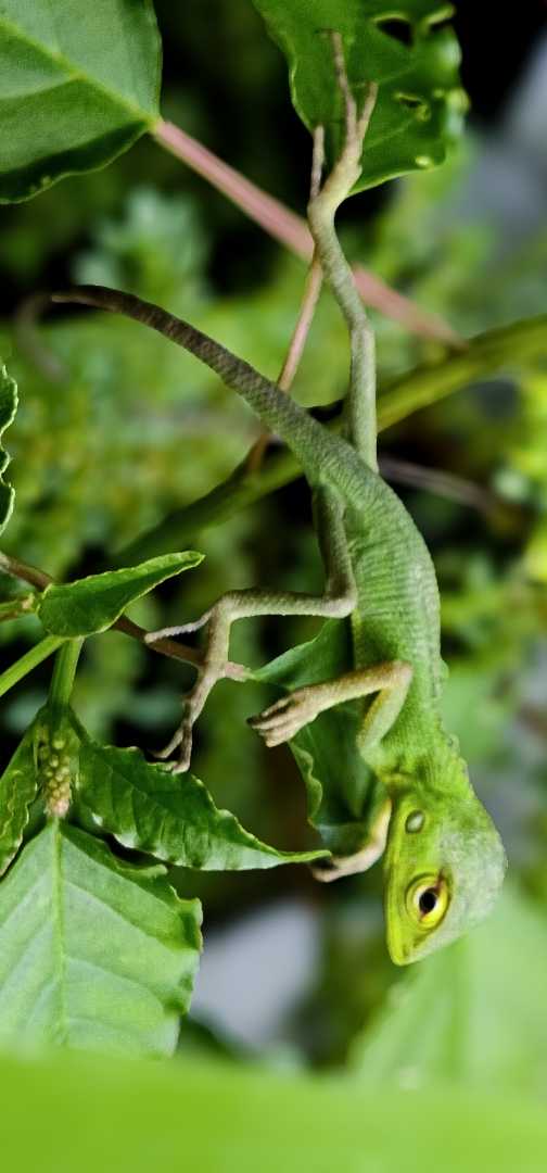 CHAMELEON