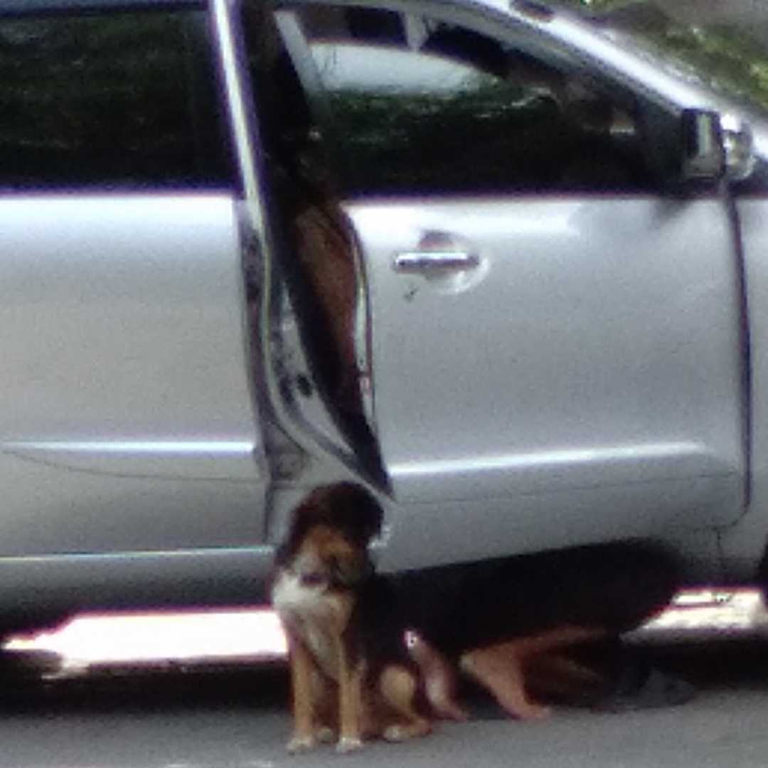 dog