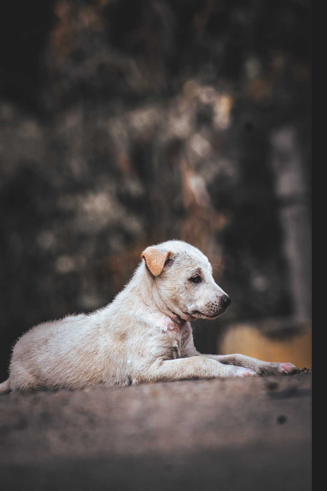 pet puppy