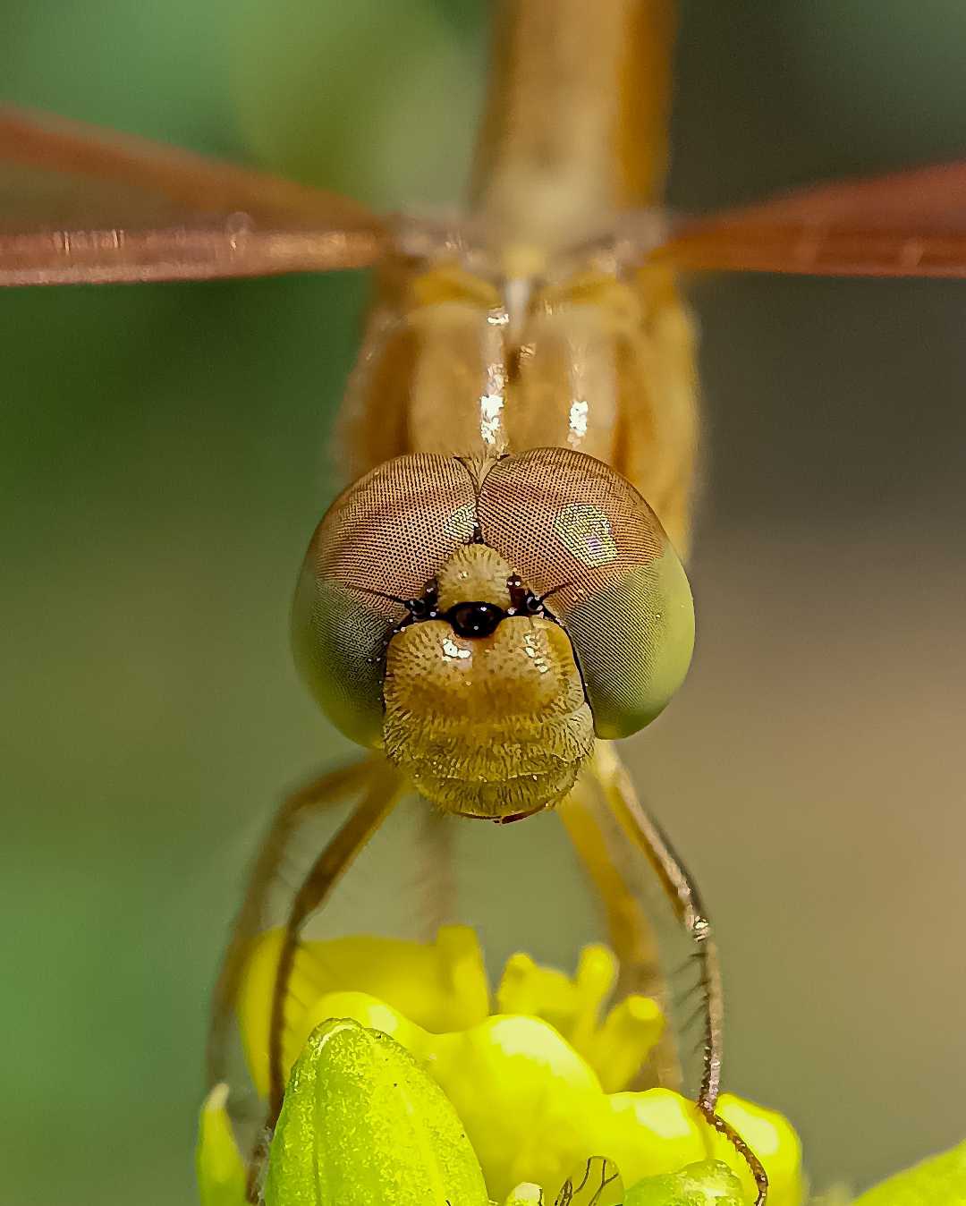dragonfly