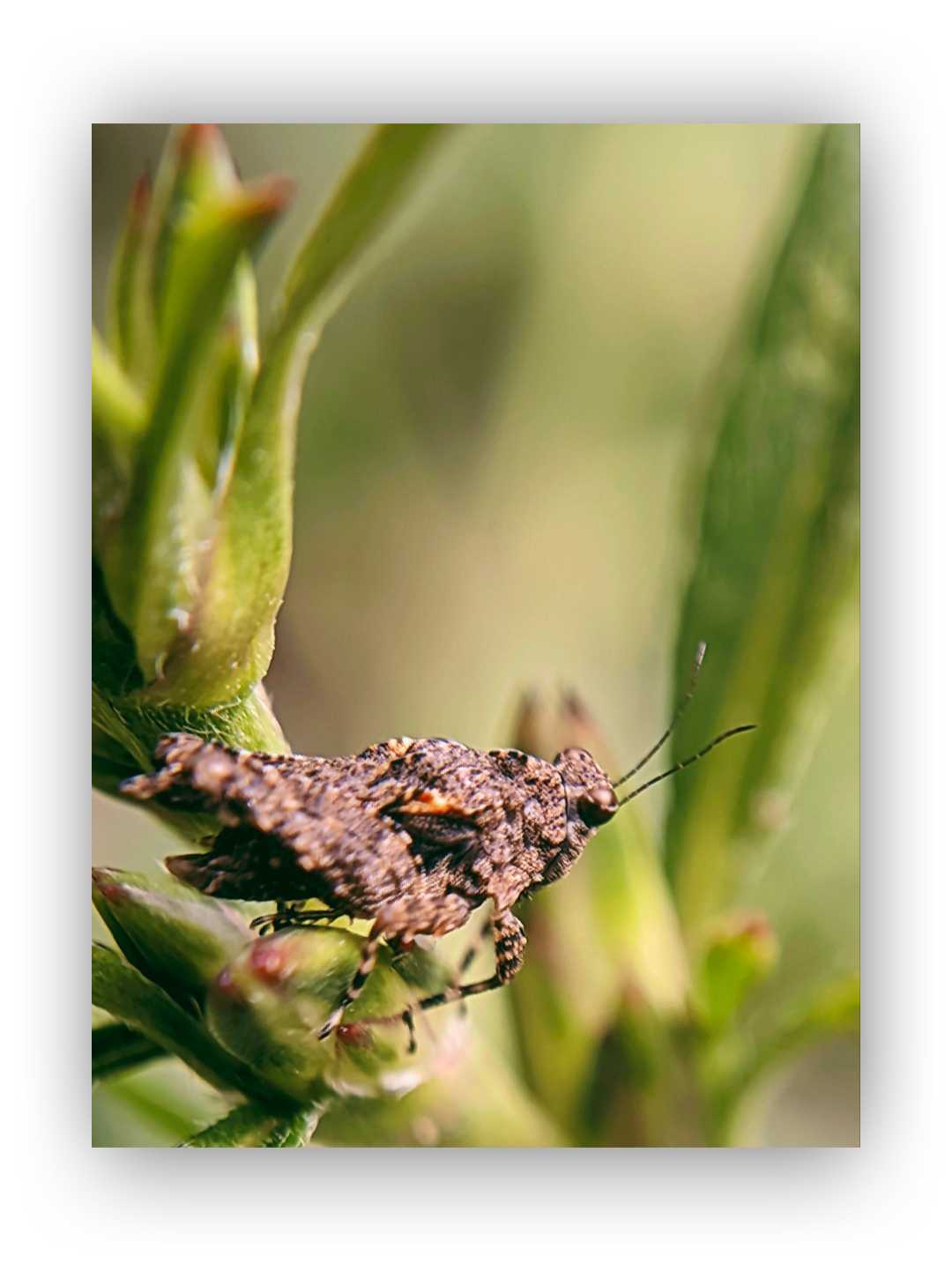 TETRIX TENUICORNIS